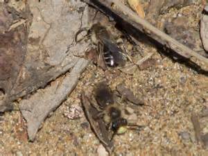 Yellow Faced Burrowing Bees Andrena Bugguidenet