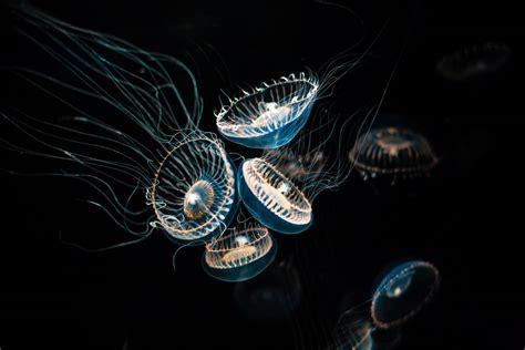 Crystal Jellyfish — Bioluminescent Marvels