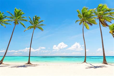 Palm Trees On White Beach Made To Measure Wall Mural Photowall