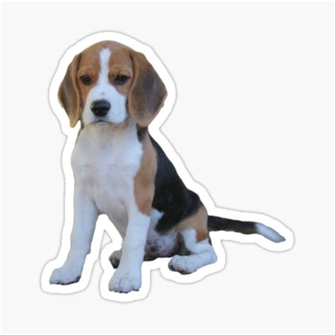 Beagle Sticker For Sale By Marisabillings Redbubble