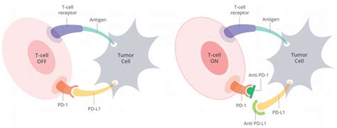 How Pd 1 Abrogates The Anti Tumor Immune Response Cancer Biology
