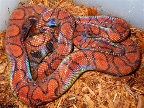 The Brazilian Rainbow Boa Is A Species Of Snake That Comes From South