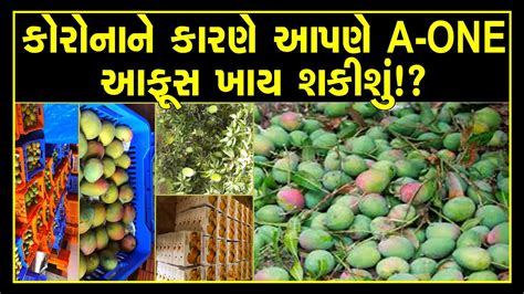 I'm out of the market, again. Alphonso mangoes sale crash: We able to eat good hapus ...