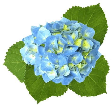 Clip Art Hydrangea Flower