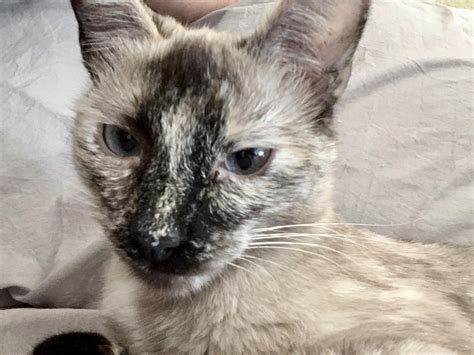 Our Tortie Point Siamese Hyacinth Rcats