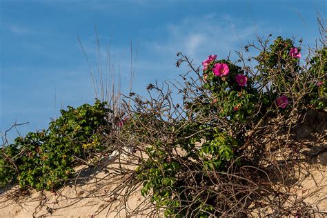 Beach Roses On Dune Jersey Shore Photograph By Terry Deluco Fine Art