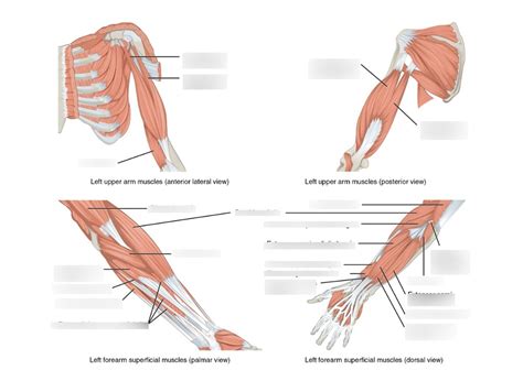 Haandp Lab Upper Limb Muscles 1 Diagram Quizlet