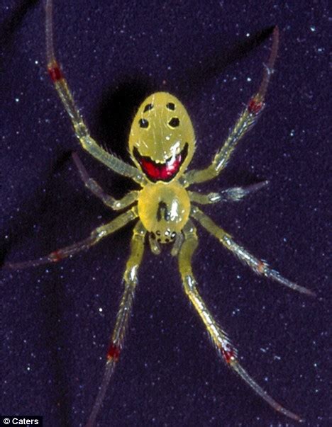 Meet The Happy Faced Spider Sure To Make You Smile Daily Mail Online