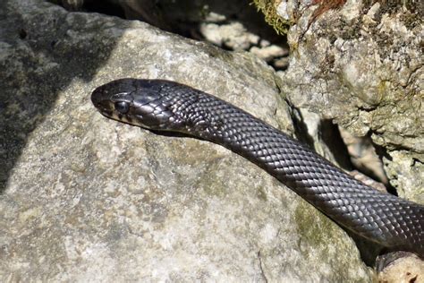 Diese nicht, mit ihren zischen und scheinbi. Schlangen gibt es auch am Thunersee (Ringelnatter) Foto ...