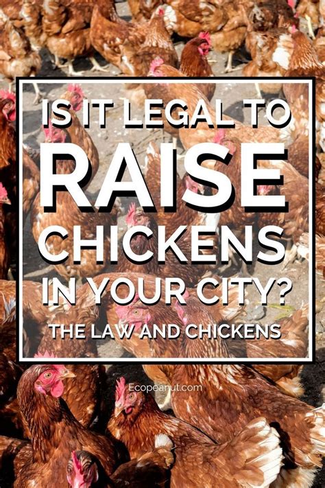 is it legal to raise chickens in your city the law and chickens backyard chicken farming