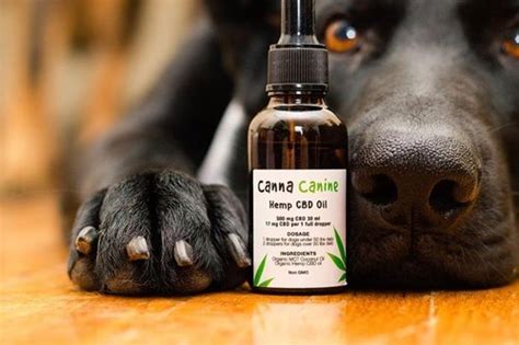 Whether you're using hemp cbd oil for anxiety or pain relief, the right dose can vary quite a bit from one situation to the next. 5 Ways CBD Oil Can Benefit Your Pets