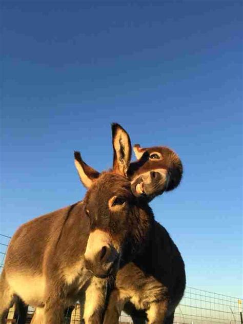 Rescued Donkeys Fall Completely Totally In Love Carini