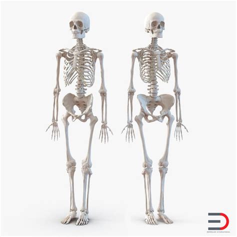 Female Vs Male Skeleton