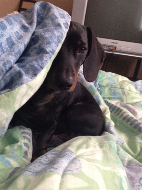 Good Morning Dachshund Good Morning Animals