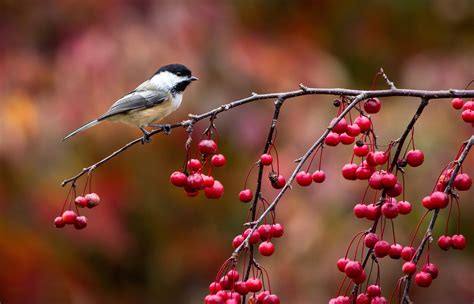 Wallpaper Nature Red Branch Blossom Berries Titmouse Chickadee