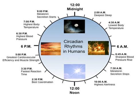 In fact, researchers are learning more and more about circadian rhythms all the time. Have you heard of the Circadian Clock? | | Centuary India