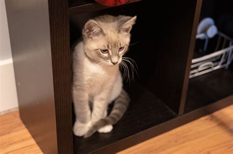 Visiting The First Cleveland Cat Cafe Cats And Coffee At Affogato