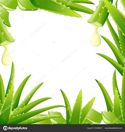 Make sure that the leaf is trimmed from the bottom of the plant. Pattern of green aloe vera plant. Cut pieces of aloe vera ...