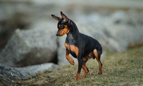 Miniature Pinscher Min Pin Breed Characteristics And Care