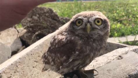This Cute Little Owl Complains Whenever The Petting Stops Neatorama