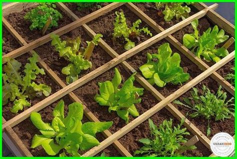 Kebun Sayur Belakang Rumah : Cara Membuat Kebun Sayur Di Pekarangan