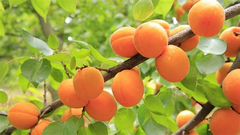 Select The Best Fruit And Nut Trees For Your Homestead The Self