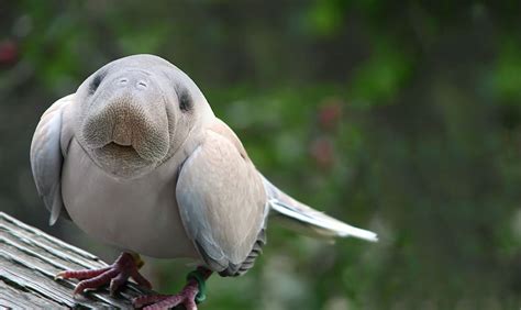 20 Epic Photoshopped Animal Hybrids That Look Like Theyre From A Sci