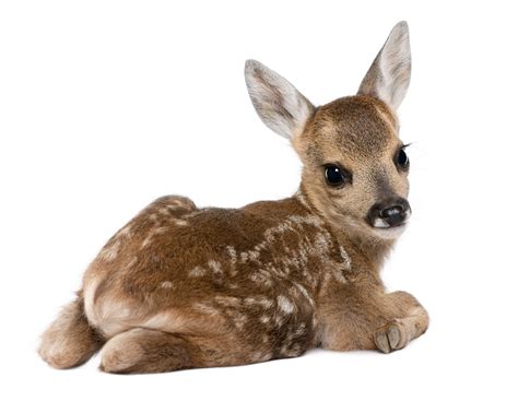 Fawn Baby Snout Spot Light Background Deer Wallpapers Hd