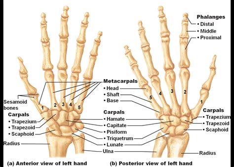 Human structure and functions in health. Hand Bone Structure Human Right Hand Wrist Bone Structure ...