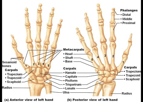 Hand Bone Structure Human Right Hand Wrist Bone Structure ...