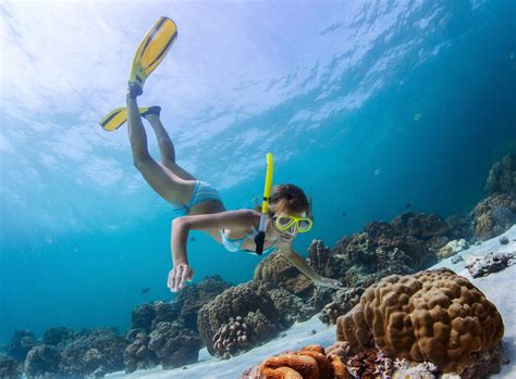 If dumpster diving is a regular habit for you, then you're probably familiar with the california vs. Key West Diving & Key West Snorkeling Information ...
