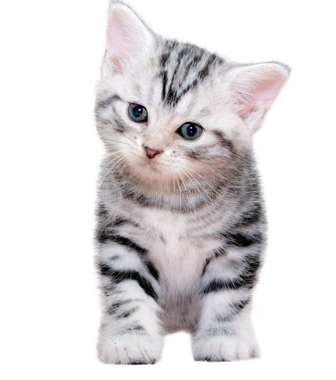 Cute American Shorthair Cat Kitten O White Background Stock Photos