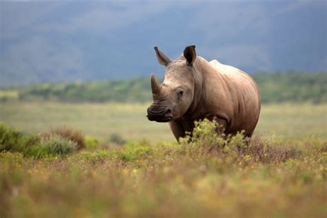 Rhinoceros Facts And Beyond Biology Dictionary