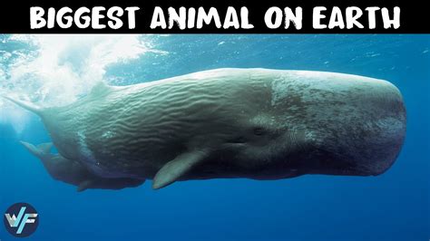 How Whales Became The Biggest Animal On Earth Youtube