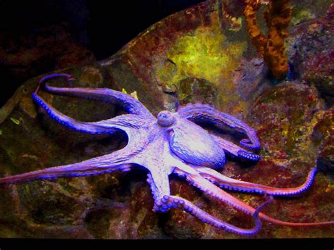 Fascinating Facts About Octopus Tentacles And Ink