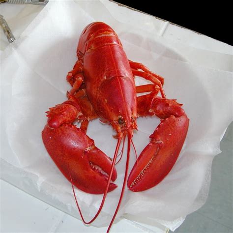 1.5 lb Live Lobsters | 1 1/2 lb Maine Lobsters Delivered - Crazy