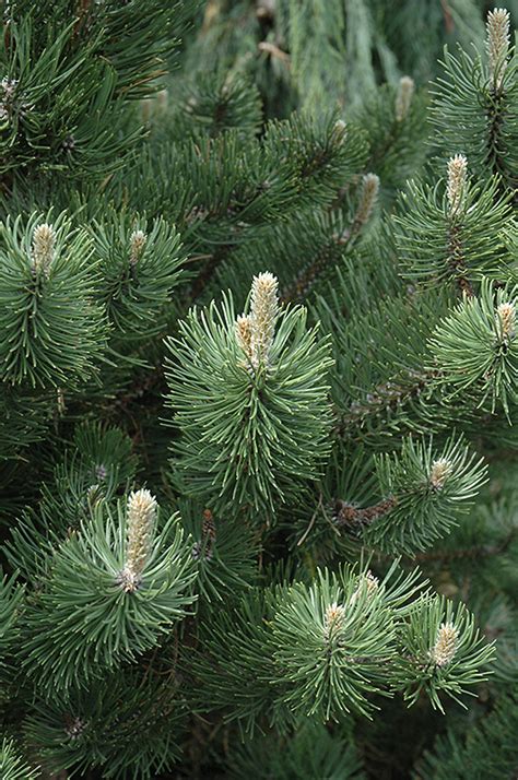 It was introduced to north america around 1759. Oregon Green Austrian Pine (Pinus nigra 'Oregon Green') in Columbus Dublin Delaware Grove City ...