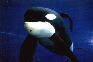 Keiko's rehabilitation and return to the wild is often cited by the marine park industry and often repeated by the media as a failed project. Keiko!! - Keiko (the orca) Photo (36918185) - Fanpop