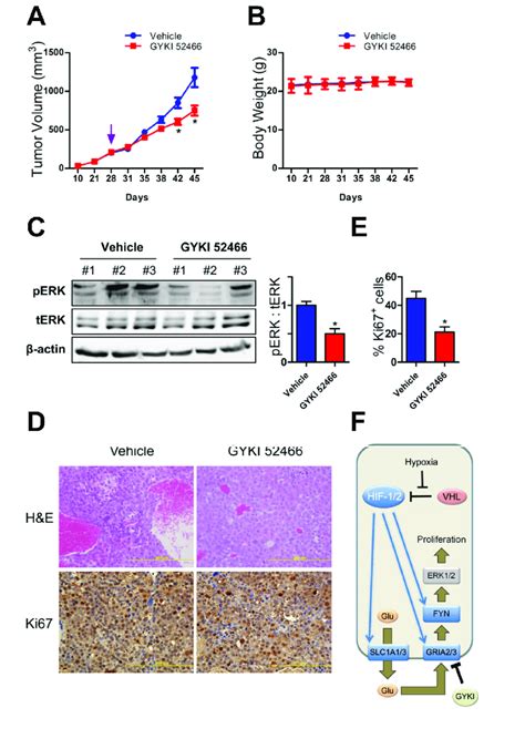 Glutamate Receptor Signaling In Hep3b Tumor Xenografts A B Mice With