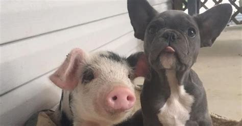 Rescued Pig Is Overjoyed To Have Her Very Own Puppy