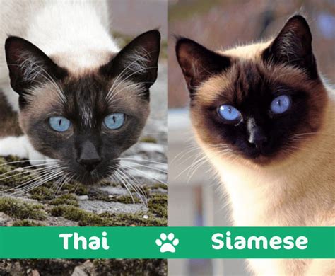 Balinese Cat Vs Siamese The Best Dogs And Cats