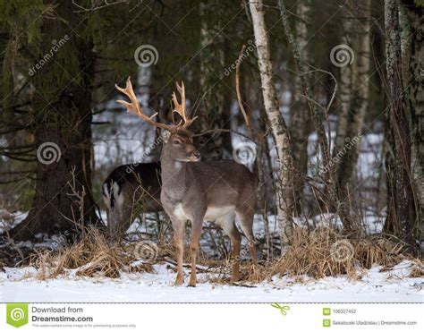 Fallow Deer Buck Majestic Powerful Adult Fallow Deer