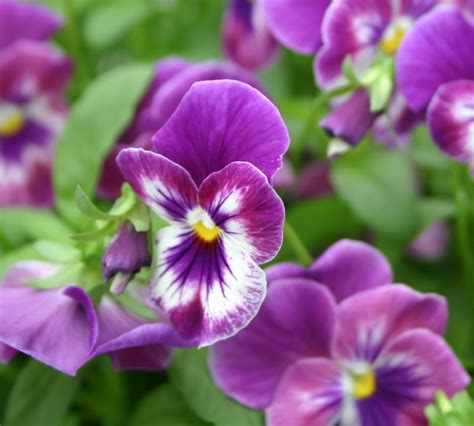 Pansy Cool Wave Raspberry Viola Wittrockiana From Hillcrest Nursery