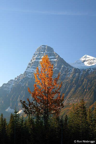 Stock Photo Mount Chephren Banff National Park Alberta Canada