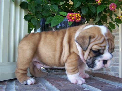 Check them out & you might just find your new best friend! Puppies For Sale Under 100 Dollars In Ut For sale United ...
