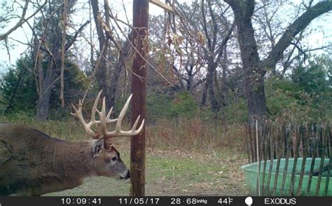 Whitetail Secondary Rut Hunting Strategies Whitetail Habitat Solutions