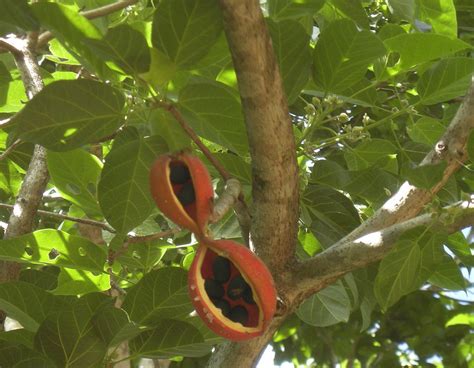 We did not find results for: Sterculia quadrifida - Wikipedia