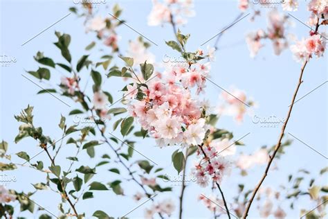 Chery Blossoms Photography 22 Photography Blossom Instagram