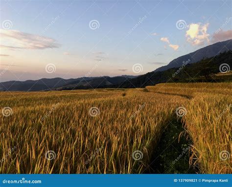 Golden Rice Field Stock Image Image Of Golden Surrounded 137909821