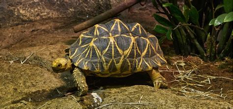Schildkröte haustier reptilien haustier eidechsen schildkröten freigehege griechische landschildkröte hundeknochen. Schildkröten Für Zuhause